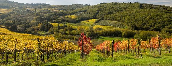 Eggers, Julie 아티스트의 Italy-Tuscany Panoramic view of a colorful vineyard in the Tuscan landscape작품입니다.
